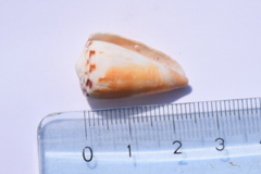 Conus planorbis