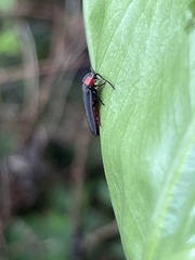 Pyrocoelia formosana