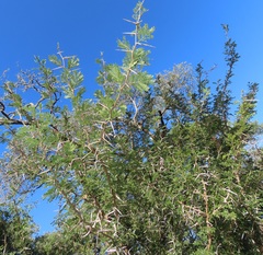 Vachellia grandicornuta