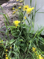 Hieracium murorum
