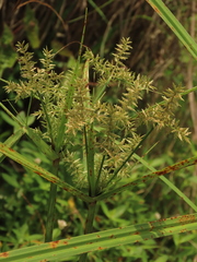Cyperus pilosus