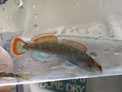 Etheostoma etowahae