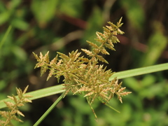 Cyperus pilosus