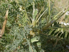 Astragalus armatus numidicus