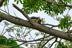 Sciurus variegatoides helveolus
