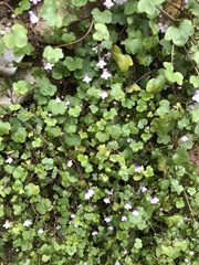 Cymbalaria