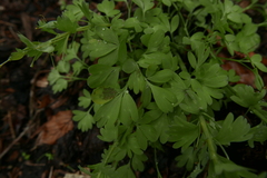Entyloma