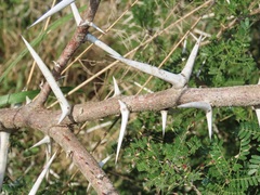 Vachellia grandicornuta