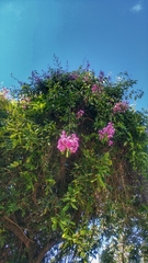 Fridericia floribunda