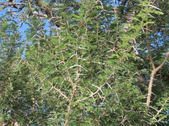Vachellia grandicornuta