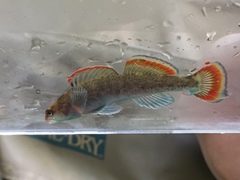 Etheostoma etowahae