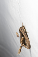 Tarsolepis fulgurifera