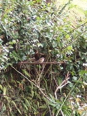 Zonotrichia capensis