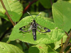 Synanthedon spheciformis