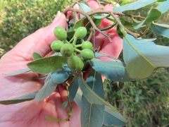 Monanthotaxis caffra