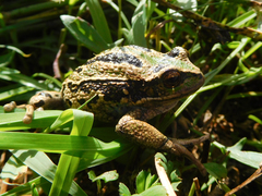 Gastrotheca riobambae