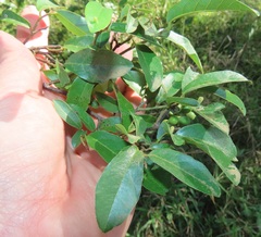 Monanthotaxis caffra