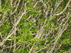 Muscicapa sibirica