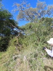 Vachellia grandicornuta
