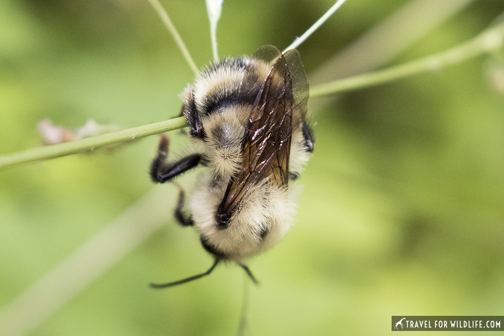 Polar Bumble Bee (Bombus polaris) · iNaturalist