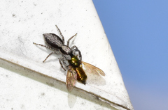 Menemerus taeniatus