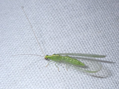 Chrysoperla comanche