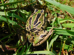 Gastrotheca riobambae
