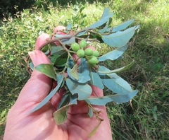 Monanthotaxis caffra