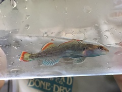 Etheostoma etowahae
