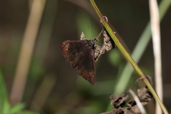 Ephyriades brunnea floridensis