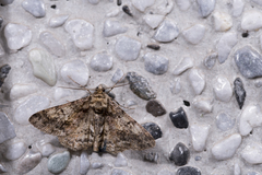 Alcis taiwanovariegata