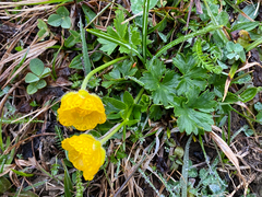 Ranunculus montanus