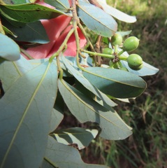 Monanthotaxis caffra