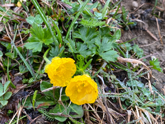Ranunculus montanus
