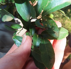 Monanthotaxis caffra