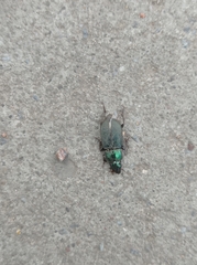 Harpalus