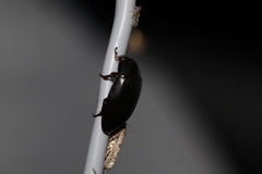 Hydrobiomorpha casta