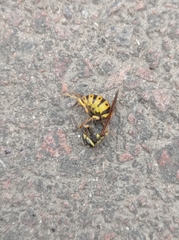 Vespula germanica