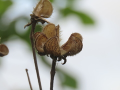 Hibiscus makinoi