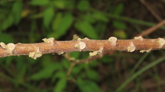 Hibiscus makinoi