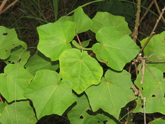 Hibiscus makinoi