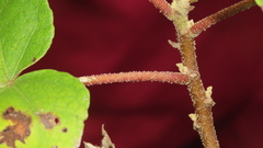 Hibiscus makinoi