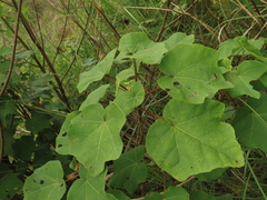 Hibiscus makinoi