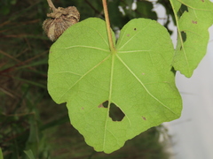Hibiscus makinoi