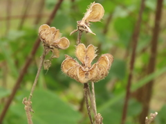 Hibiscus makinoi