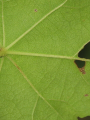 Hibiscus makinoi