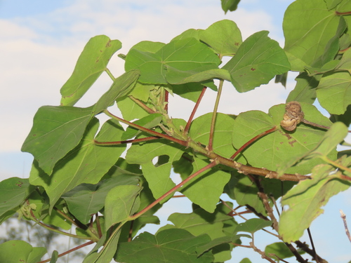 Image of Hibiscus makinoi by (c) chiuluan, some rights reserved (CC BY)