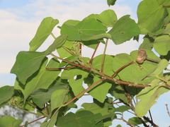 Hibiscus makinoi