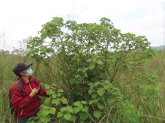 Hibiscus makinoi