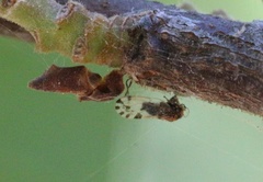 Cacopsylla pulchella